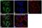 MutS Homolog 2 antibody, MA5-15740, Invitrogen Antibodies, Immunofluorescence image 