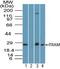 Translocation Associated Membrane Protein 1 antibody, PA5-23115, Invitrogen Antibodies, Western Blot image 