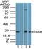 Translocating chain-associated membrane protein 1 antibody, PA5-23115, Invitrogen Antibodies, Western Blot image 