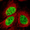SMHD1 antibody, AMAb91280, Atlas Antibodies, Immunocytochemistry image 