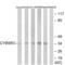 Cytochrome B5 Reductase 3 antibody, abx014635, Abbexa, Western Blot image 