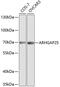 Rho GTPase Activating Protein 25 antibody, GTX30063, GeneTex, Western Blot image 