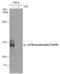 BCAR1 Scaffold Protein, Cas Family Member antibody, GTX132162, GeneTex, Western Blot image 