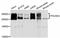 RNA Polymerase II Subunit A antibody, A11181, ABclonal Technology, Western Blot image 