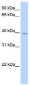 IQ Motif Containing D antibody, TA340295, Origene, Western Blot image 