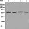 Telomeric Repeat Binding Factor 1 antibody, ab129177, Abcam, Western Blot image 