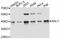 RNA-binding protein Raly antibody, A11814, ABclonal Technology, Western Blot image 