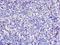 CD6 Molecule antibody, LS-C377250, Lifespan Biosciences, Immunohistochemistry frozen image 