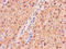 Glutathione S-Transferase Alpha 1 antibody, orb45870, Biorbyt, Immunohistochemistry paraffin image 