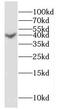ELAV Like RNA Binding Protein 4 antibody, FNab04074, FineTest, Western Blot image 