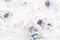 Peripherin antibody, LS-C176179, Lifespan Biosciences, Immunohistochemistry frozen image 