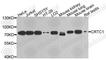 CREB Regulated Transcription Coactivator 1 antibody, A9918, ABclonal Technology, Western Blot image 