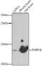 FKBP Prolyl Isomerase 1B antibody, 16-579, ProSci, Western Blot image 