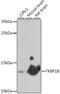 Peptidyl-prolyl cis-trans isomerase FKBP1B antibody, 16-579, ProSci, Western Blot image 