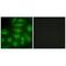 Diacylglycerol Kinase Iota antibody, A11534, Boster Biological Technology, Immunohistochemistry frozen image 