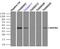 Mitogen-Activated Protein Kinase Kinase 4 antibody, LS-C114517, Lifespan Biosciences, Immunoprecipitation image 