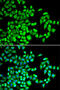 AlkB Homolog 1, Histone H2A Dioxygenase antibody, 15-361, ProSci, Immunofluorescence image 