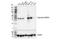 Regucalcin antibody, 48864S, Cell Signaling Technology, Western Blot image 