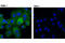 Beta-2-Microglobulin antibody, 12851S, Cell Signaling Technology, Immunofluorescence image 