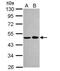 NIN1 (RPN12) Binding Protein 1 Homolog antibody, NBP2-19558, Novus Biologicals, Western Blot image 