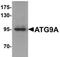 Autophagy Related 9A antibody, orb75508, Biorbyt, Western Blot image 