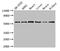 Solute Carrier Family 16 Member 9 antibody, CSB-PA742402LA01HU, Cusabio, Western Blot image 