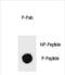TSC Complex Subunit 1 antibody, PA5-72380, Invitrogen Antibodies, Dot Blot image 