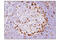 Inducible T Cell Costimulator antibody, 89601S, Cell Signaling Technology, Immunohistochemistry paraffin image 