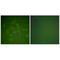 Secretoglobin Family 2A Member 2 antibody, A09363-1, Boster Biological Technology, Immunohistochemistry paraffin image 