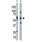 Eukaryotic Translation Initiation Factor 2 Alpha Kinase 2 antibody, F40175-0.4ML, NSJ Bioreagents, Western Blot image 