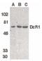 TNF Receptor Superfamily Member 10c antibody, PA5-19959, Invitrogen Antibodies, Western Blot image 