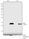 BCL2 Interacting Protein 3 antibody, 701696, Invitrogen Antibodies, Western Blot image 