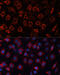 Melanoma Cell Adhesion Molecule antibody, 16-923, ProSci, Immunofluorescence image 
