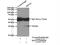 Septin-4 antibody, 12476-1-AP, Proteintech Group, Immunoprecipitation image 
