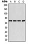Polo Like Kinase 1 antibody, orb216178, Biorbyt, Western Blot image 
