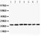 Ciliary Neurotrophic Factor antibody, PB9067, Boster Biological Technology, Western Blot image 