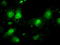 Interleukin enhancer-binding factor 2 antibody, TA500674, Origene, Immunofluorescence image 
