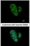 Calcium/Calmodulin Dependent Protein Kinase Kinase 2 antibody, PA5-30558, Invitrogen Antibodies, Immunofluorescence image 