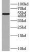 Betaine--Homocysteine S-Methyltransferase antibody, FNab00890, FineTest, Western Blot image 