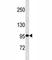 TNF Receptor Superfamily Member 8 antibody, F53682-0.1ML, NSJ Bioreagents, Western Blot image 