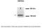 NEDD4 Like E3 Ubiquitin Protein Ligase antibody, NBP1-54974, Novus Biologicals, Western Blot image 