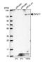 Zinc Finger Protein 217 antibody, PA5-62502, Invitrogen Antibodies, Western Blot image 