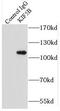 Kinesin Family Member 5B antibody, FNab04567, FineTest, Immunoprecipitation image 