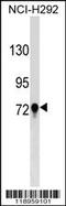 Transglutaminase-3 antibody, 59-272, ProSci, Western Blot image 