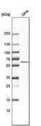 Nucleobindin 1 antibody, PA5-52526, Invitrogen Antibodies, Western Blot image 