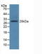 Toll Like Receptor 8 antibody, LS-C297851, Lifespan Biosciences, Western Blot image 