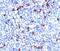 Ig kappa-b4 chain C region antibody, 33-887, ProSci, Immunohistochemistry paraffin image 