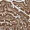 Microtubule Associated Serine/Threonine Kinase 3 antibody, PA5-57137, Invitrogen Antibodies, Immunohistochemistry frozen image 