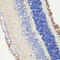 Retinal Outer Segment Membrane Protein 1 antibody, 22-596, ProSci, Immunohistochemistry frozen image 