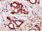 BolA Family Member 2B antibody, LS-C680218, Lifespan Biosciences, Immunohistochemistry paraffin image 